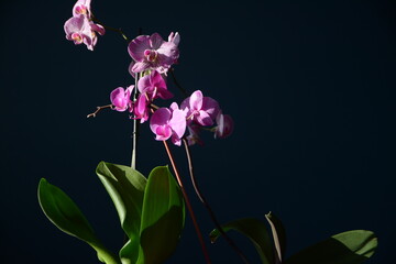 Fioletowe orchidee na czarnym tle w świetle słońca