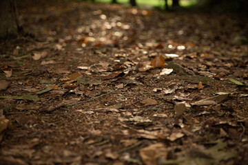 Fallen autumn leaves on brown forest soil background.