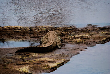 Large Crocodile lying on a river bank in Africa