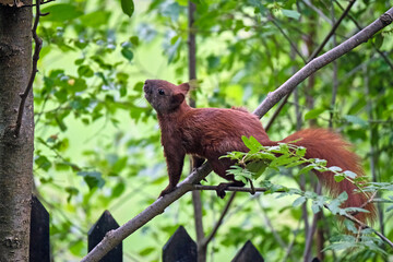 Eurasisches Eichhörnchen ( Sciurus vulgaris ).