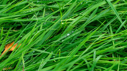 Fototapeta na wymiar Morning dew on blades of grass