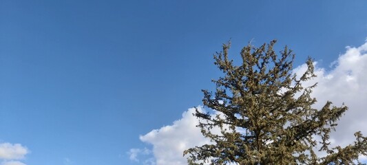 A tree is covered by the sky
