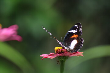 The butterfly perches on the leaf and sucks the flower