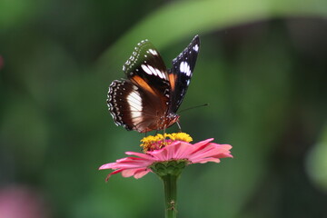 The butterfly perches on the leaf and sucks the flower