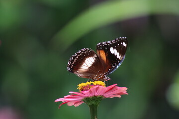 The butterfly perches on the leaf and sucks the flower