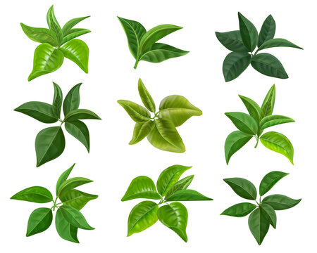 Realistic tea leaves. Green mint and tea leaves collection, bush branch decoration. Vector isolated set