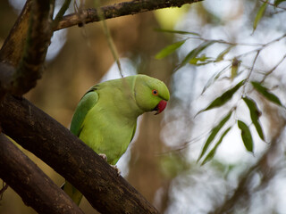 Parakeet UK London