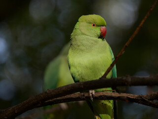 Parakeet UK London