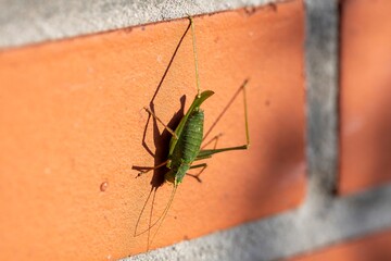 A portrait of a green leptophyes punctatissima or a speckled bush cricket grashopper sitting on a red brick wall in the sun light. The insect has long feelers on its head and is quite large.
