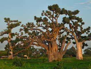 West Africa. Senegal. Lonely huge baobabs on a peanut field in the rays of the setting sun.
