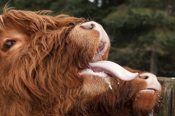 Scotland cow with open mouth and tongue out close up. Scottish highland cows portrait - obrazy, fototapety, plakaty