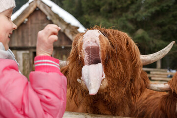 Scottish Cow in zoo with open mouth. Kid girl feeding scottish cow in  winter zoo