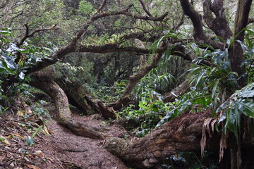 Forêt Sans-Soucis, Maïdo, île de la Réunion, Océan Indien - obrazy, fototapety, plakaty