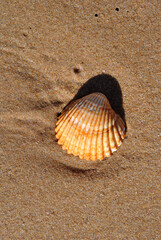 Close Up of Small Shell on Wet Sand on Beach 