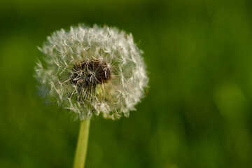 dandelion