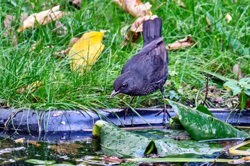 Amsel ( Turdus merula ) oder Schwarzdrossel.