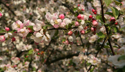 pink blossom in spring