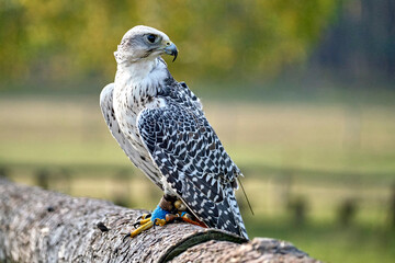 Gerfalke ( Falco rusticolus ).