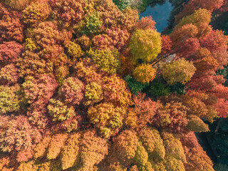Autumn scenery in Wuhan Botanical Garden, Hubei, China