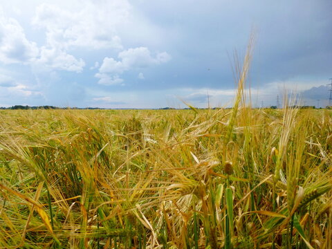 Agricultural rye field under sky with clouds. Harvest theme.
