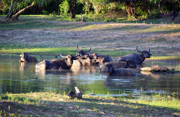 Sri Lanka, buffaloes in Yala National Park
