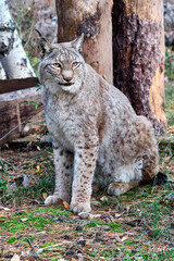 Eurasischer Luchs oder Nordluchs ( Lynx lynx ).