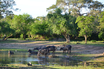 Sri Lanka, buffaloes in Yala National Park
