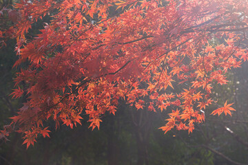 Obraz na płótnie Canvas Autumn scenery in Wuhan Botanical Garden, Hubei, China