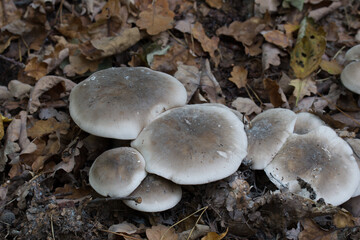group of mushrooms - clitocybe nebularis,  clouded agaric closeup selective focus