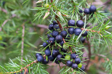 juniper berries on twig closeup selective focus