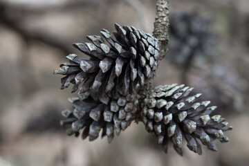 Naklejka na ściany i meble dried pine cones on tree branch closeup selective focus