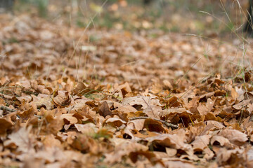 Dry fallen oak leaves on ground selective focus