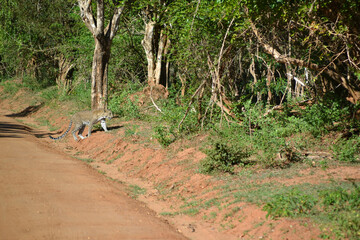 Sri Lanka, leopard in Yala National Park

