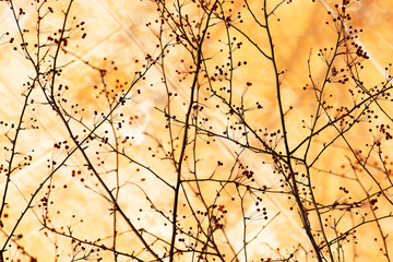 Wild apple tree branches with berries. Crossed branches on yellow wall background.