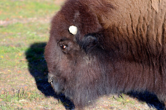 72 件の最適な アメリカバイソン 画像 ストック写真 ベクター Adobe Stock
