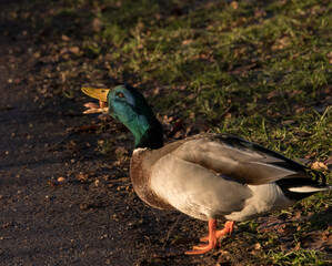 Male Mallard eating an apple a sunny autumn day in Stockholm