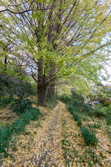 百合丘第１緑地（神奈川県川崎市麻生区百合丘）