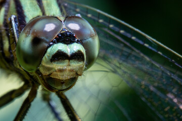 dragonfly close up with blurred out background © Said
