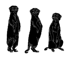 Meerkat family illustration. Animals black silhouette. 	