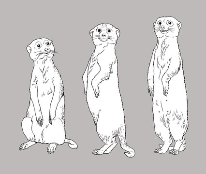 Meerkat family illustration. Animals for coloring book.	