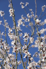 Flor del almendro