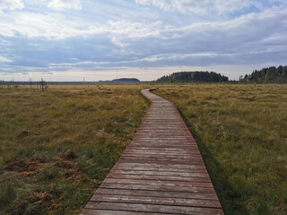 Fototapeta premium Wooden plank flooring over a swamp with yellowed grass against a beautiful sky with clouds.