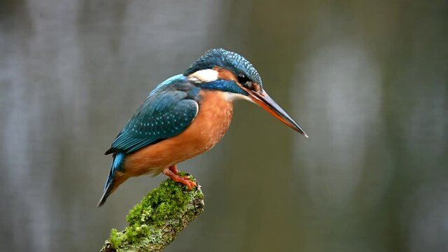 Eisvogel f&auml;ngt Fische 