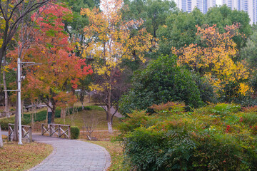 Naklejka premium Autumn scenery of Yuehu Park in Wuhan, Hubei, China