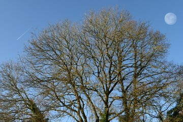 Fototapeta premium les arbres en hiver au lieu-dit Barré à Briec en Bretagne Cornouailles Finistère France 
