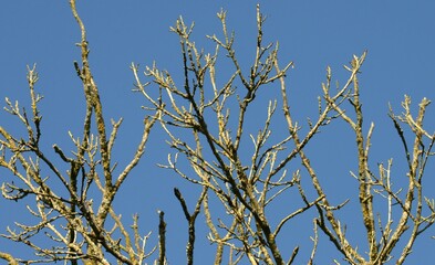 les arbres en hiver au lieu-dit Barré à Briec en Bretagne Cornouailles Finistère France	