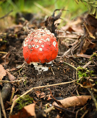 fly agaric mushroom