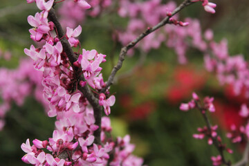 Texas Redbud Tree Cercis canadensis Close up