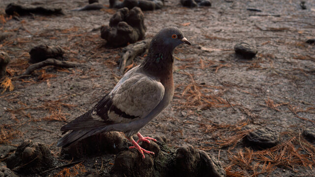 Close up image of a pigeon on the ground