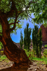 Obraz premium Sun filtering through a tree on a green side-gorge on the Ruta 40 road to La Poma and the Abra del Acay mountain pass, Salta Province, northwest Argentina